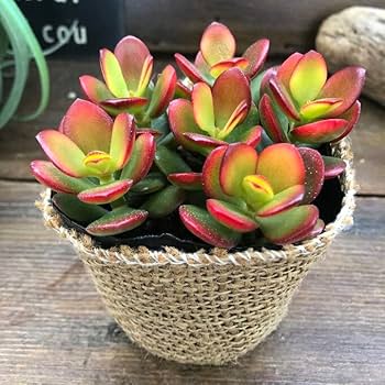 Amazon.co.jp: パリジェンヌ17 金のなる木 3号 金のなる木